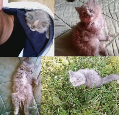 КотиК.jpg