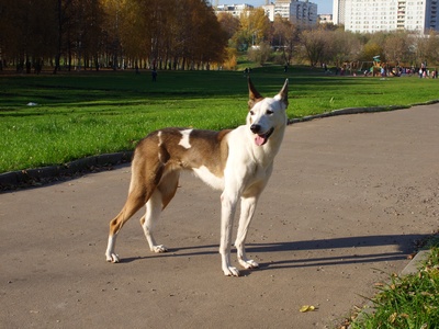 Моя красавица.JPG