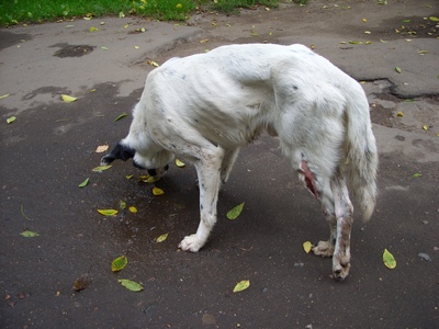 Когда то Тэрик был таким.JPG